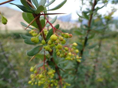 Berberis aristata, photograph 4