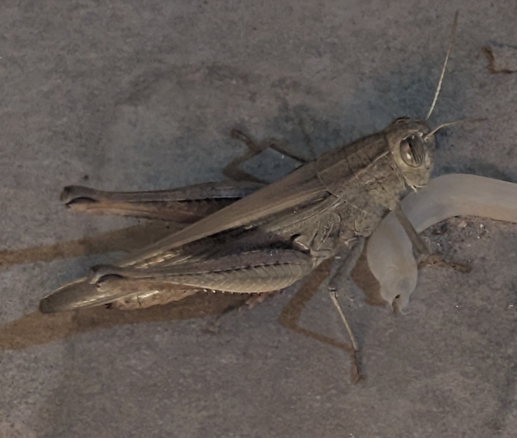 Eyprepocnemis unicolor