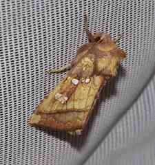 Papaipema harrisii