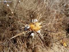 Carlina curetum