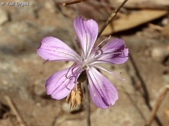 Dianthus strictus