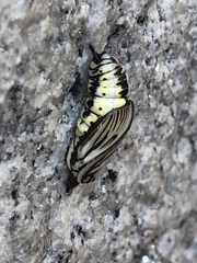 Phryganidia californica