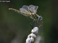 Sympetrum fonscolombii