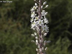 Drimia aphylla