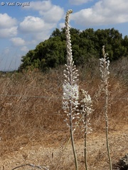 Drimia aphylla