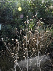 Lactuca tuberosa