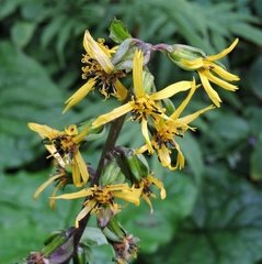 Ligularia jacquemontiana