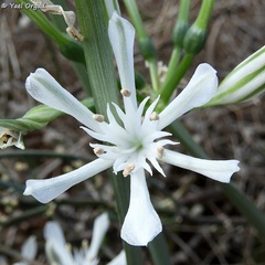 Vagaria parviflora