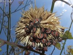 Codophila maculicollis