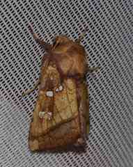 Papaipema harrisii