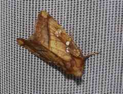 Papaipema harrisii