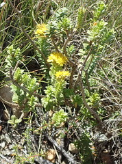 Oedera squarrosa