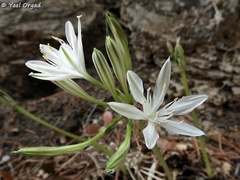 Vagaria parviflora