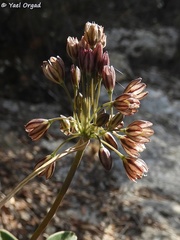 Allium tardiflorum