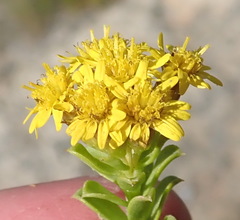Oedera squarrosa