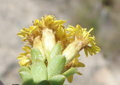 Oedera squarrosa