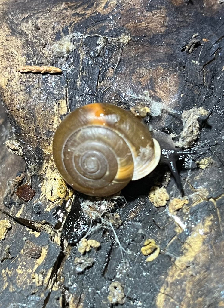 Cave Creek woodlandsnail