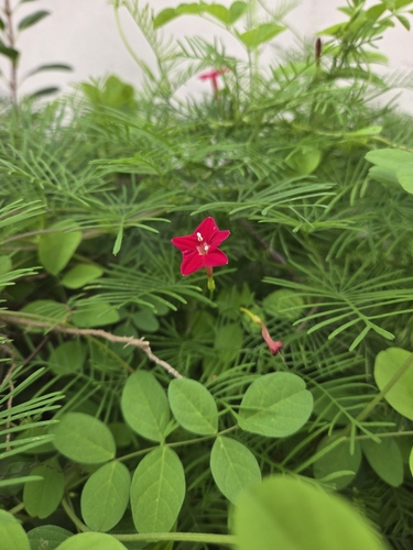 Cypress Vine