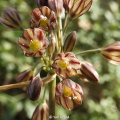 Allium tardiflorum