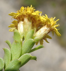 Oedera squarrosa