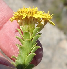 Oedera squarrosa