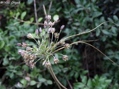 Allium tardiflorum