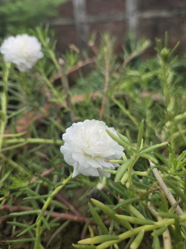 moss rose