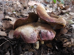 Rubroboletus pulchrotinctus