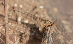 Platycnemis dealbata