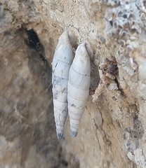 Albinaria caerulea image