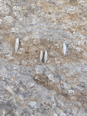 Albinaria caerulea