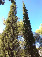 Cupressus sempervirens