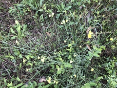 Diplotaxis tenuifolia