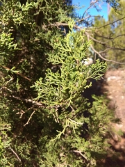 Cupressus sempervirens