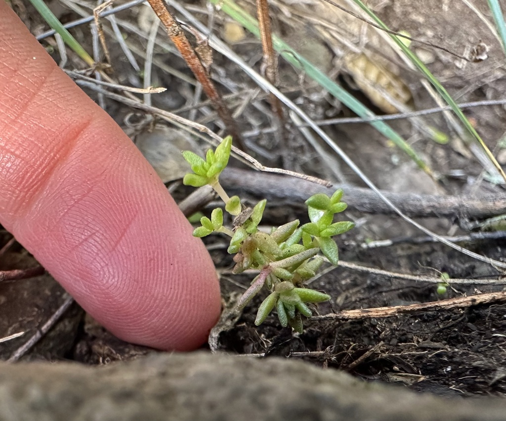 Crassula mataikona