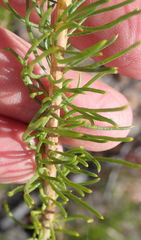 Pteronia aspera