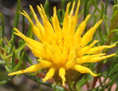 Pteronia aspera