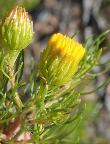 Image of Pteronia aspera by (c) Nicola van Berkel, some rights reserved (CC BY-SA)