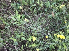 Diplotaxis tenuifolia