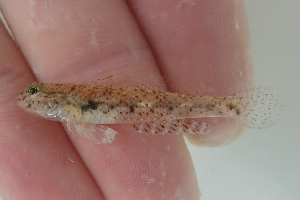 Opalescent Sandgoby