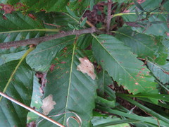 Tischeria ekebladella