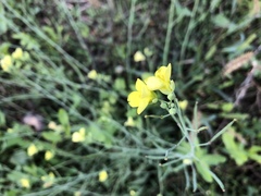 Diplotaxis tenuifolia