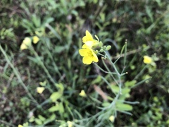 Diplotaxis tenuifolia