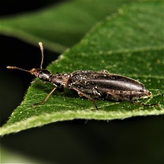 Cephaloon lepturides