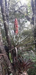 Tillandsia ponderosa