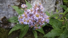 Aster albescens