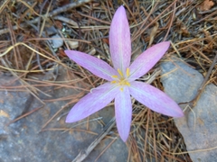 Colchicum sfikasianum