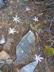 Colchicum sfikasianum