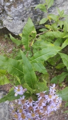 Aster albescens