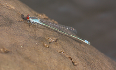 Pseudagrion sublacteum
